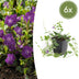 6x Vinca minor 'Atropurpurea' Bodendecker, 10-25cm, 9cm Topf Bild 1