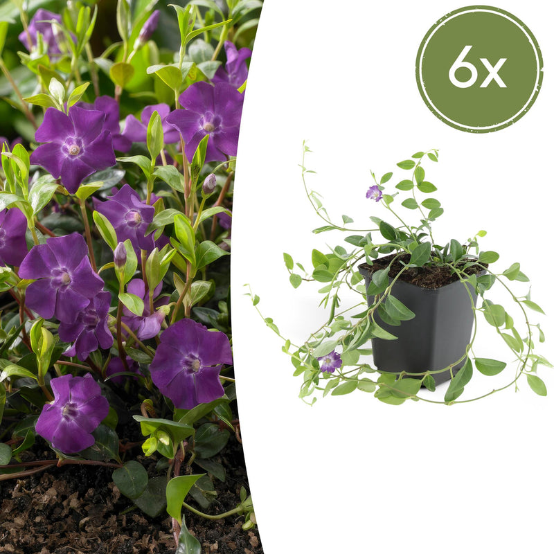 6x Vinca minor 'Atropurpurea' Bodendecker, 10-25cm, 9cm Topf