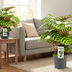 Calathea Makoyana Peacock Plant in 14cm Pot, Set of 2 Bild 2