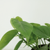 2x Philodendron Scandens Heartleaf Plant, 5cm Pot Ø12cm Bild 4