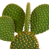 Cactus Mix 10.5 cm - 3-pack, without pot Bild 4