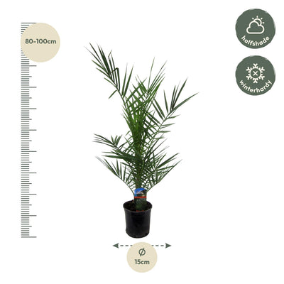 Phoenix Canariensis Palme - 80 cm - Ø14cm