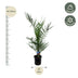Phoenix Canariensis Palme - 80 cm - Ø14cm Bild 2