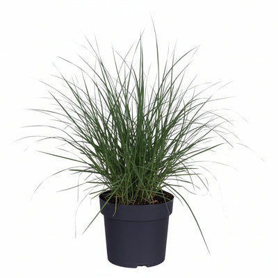 Pennisetum alopecuroides 'Hameln' Ziergras, Ø19cm Topf, ↕40cm