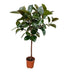 Ficus Elastica Robusta Stamm - 130 cm - Ø24cm - Blattpflanze Bild 1