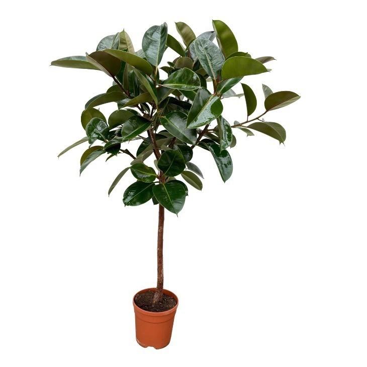 Ficus Elastica Robusta Stamm - 130 cm - Ø24cm - Blattpflanze