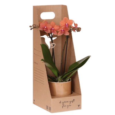 Kolibri Orchidee Orange Bolzano Geschenkset inkl. Topf & Box
