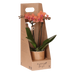 Kolibri Orchidee Orange Bolzano Geschenkset inkl. Topf & Box Bild 1