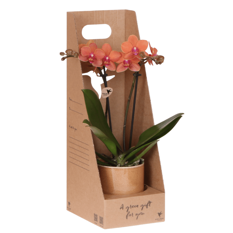 Kolibri Orchidee Orange Bolzano Geschenkset inkl. Topf & Box