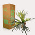 Kunstpflanze Staghorn Farn - Geweihfarn, 50 cm Bild 5
