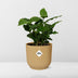 Coffea Arabica Kaffeepflanze im gelben ELHO Vibes Topf, 14 cm Bild 6
