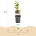GreenboutiQ Stachelbeere 'Hinnomäki Röd' - 2 Pflanzen im Topf Bild 3