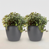 Callisia repens Cat Grass – 2 plants in a 12cm pot, pet-friendly Bild 2
