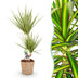 Dracaena Sunray Zimmerpflanze im Korb - 70-75cm, Topf 17cm Bild 1