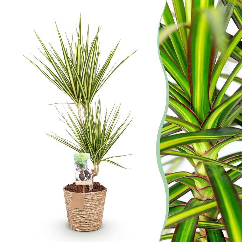 Dracaena Sunray Zimmerpflanze im Korb - 70-75cm, Topf 17cm