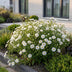 Green boutiQ - Perennial - Aster (D) Schneekissen - Sea Aster - Bee and Butterfly Attractors - White - 3 Plants - Pot 11cm - Height 15-25cm Bild 6