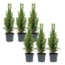6x Mini-Kerstboom - Chamaecyparis - 25-30 cm Bild 2