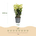 Green boutiQ - 16x Euonymus japonica Paloma Blanca - Spindelstrauch - Heckenpflanzen - Immergrün - Grün - Weiß - Topf 9cm - Höhe 20-30cm Bild 4