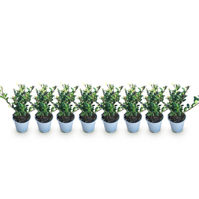 Ilex crenata Caroline Upright Heckenpflanze - 8 Stück