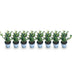 Ilex crenata Caroline Upright Heckenpflanze - 8 Stück Bild 2