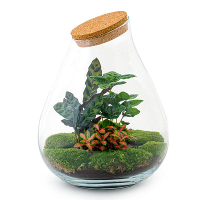 Flaschengarten XL Rot - DIY Pflanzterrarium mit Kaffee & Calathea
