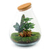Bottle Garden XL Red - DIY Plant Terrarium with Coffee & Calathea Bild 2