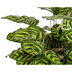 Calathea Makoyana Ø27cm - ↕60 - 80cm Bild 3