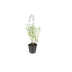 6x Catmint 'Walker's Low' Perennial ↕10-25cm Ø9cm Bild 2