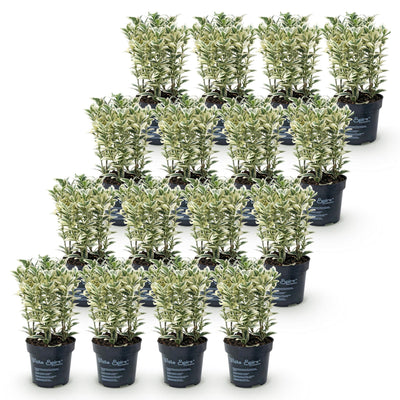 Green boutiQ - 16x Euonymus japonicus White Spire - Kardinalskappen - Heckenpflanzen - Immergrün - Weiß - Grün - Topf 9cm - Höhe 20-30cm