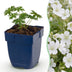 Green boutiQ - Stauden - Geranium sang. Album - Storchschnabel - Bodendecker - Weiß - 1 Pflanze - Topf 11cm - Höhe 15-25cm Bild 2