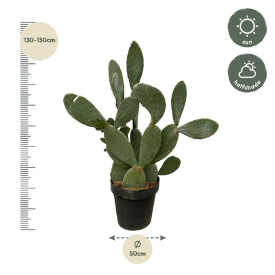 Opuntia Ficus Indica Kaktus, 120cm Höhe, Ø38cm Topf