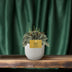 Peperomia Napoli Nights Zimmerpflanze im 10,5cm Topf Bild 4