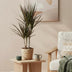 Dracaena Magenta: Pflegeleichte Pflanze mit Korb, 2 Stück, Topf 17cm Bild 5