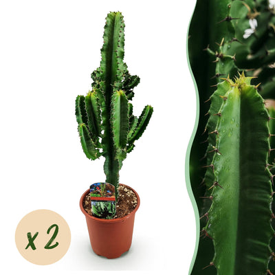 Euphorbia eritrea, Afrikanischer Milchbaum, pflegeleicht, Topf 17cm