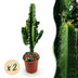 Euphorbia eritrea, Afrikanischer Milchbaum, pflegeleicht, Topf 17cm Bild 1
