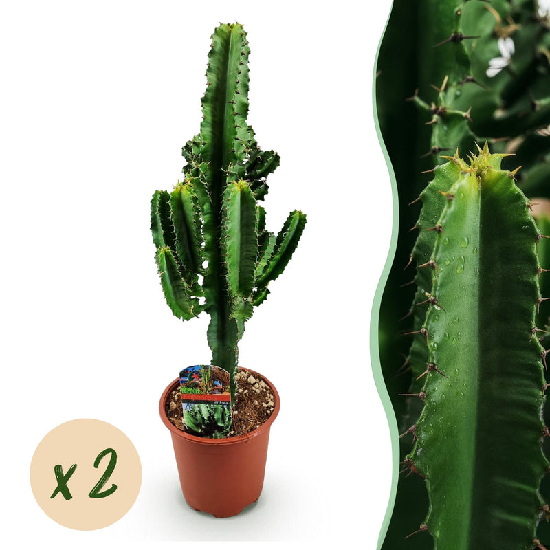 Euphorbia eritrea, Afrikanischer Milchbaum, pflegeleicht, Topf 17cm