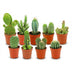 Mini Kakteen Set – 9 Stück – Kleine Sukkulenten für Ihr Zuhause Bild 1