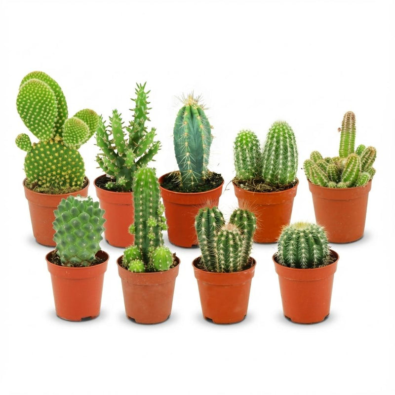 Mini Kakteen Set – 9 Stück – Kleine Sukkulenten für Ihr Zuhause