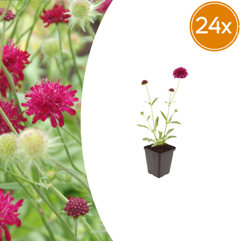 24x Knautia macedonica perennial, 10-25cm, Ø9cm