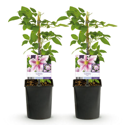 Clematis Piilu Kletterpflanze – Rosa Blüte, pflegeleicht, 2 Pflanzen im Topf