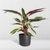 Calathea Triostar – Exotische Zimmerpflanze im Ø19cm Topf, ↕70cm Bild 4
