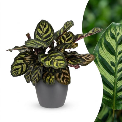 Green boutiQ - Calathea Makoyana - Pfauenpflanze - 1 Plant - met Potter Grijs - Pot 12cm - Hoogte - 25cm