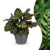 Green boutiQ - Calathea Makoyana - Pfauenpflanze - 1 Plant - met Potter Grijs - Pot 12cm - Hoogte - 25cm Bild 1