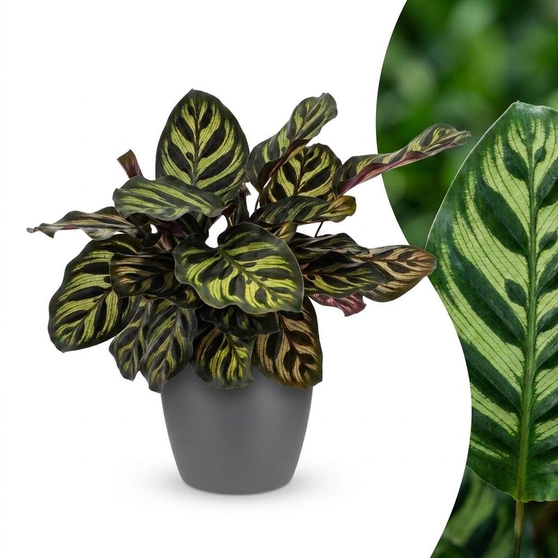 Green boutiQ - Calathea Makoyana - Pfauenpflanze - 1 Plant - met Potter Grijs - Pot 12cm - Hoogte - 25cm