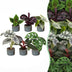 Baby Jungle Mix: 6 Tropische Zimmerpflanzen (Ø6cm) Bild 1