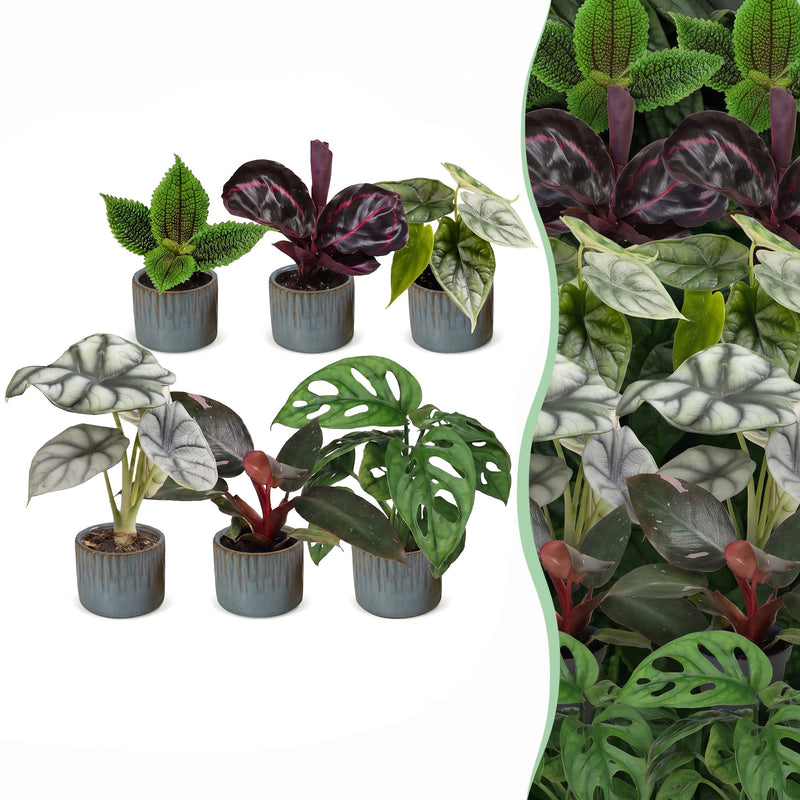Baby Jungle Mix: 6 Tropische Zimmerpflanzen (Ø6cm)