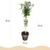 GreenboutiQ Hibiskus Tricolour Stamm-Pflanze, Winterhart, 90cm Bild 3