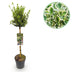 Euonymus Emerald Gaiety Stamm 90cm: Immergrüne Eleganz für Ihre Terrasse Bild 1