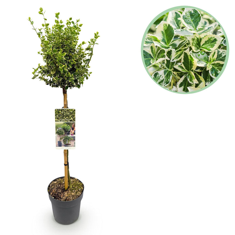 Euonymus Emerald Gaiety Stamm 90cm: Immergrüne Eleganz für Ihre Terrasse