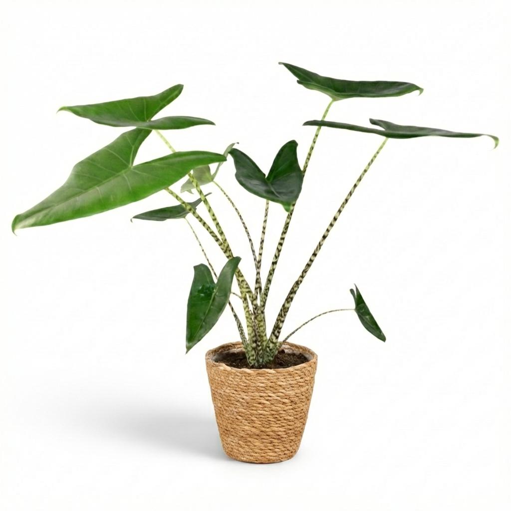 Green boutiQ - Zimmerpflanze - Elefantenohr - Alocasia Zebrina - Grün - Pflegeleicht - 1 Pflanze - inkl. Korb - Topf 21 cm - Höhe 70 - 75 cm